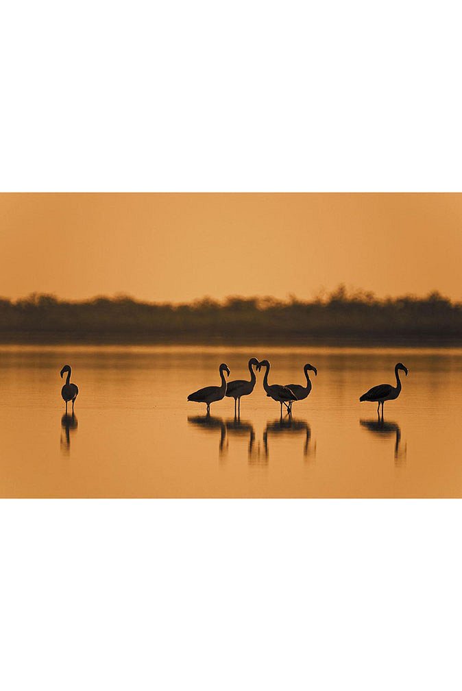 5f1ba4b3b9e92_FLAMENGOS AL ATARDECER_DSC0591.jpg